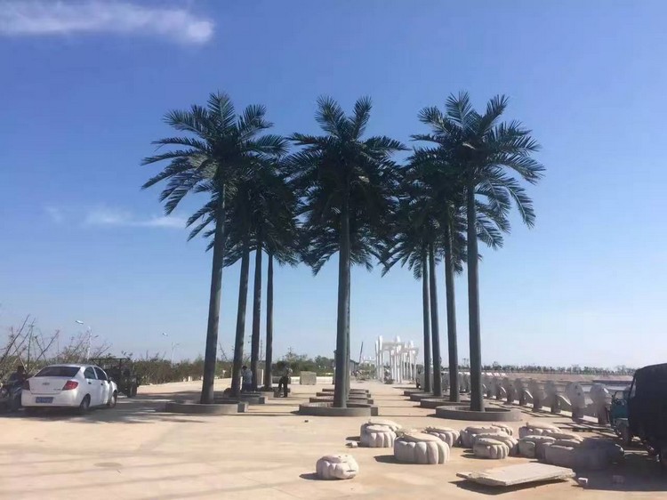 江苏盐城滨海大王椰子树详图不含水印5.jpg