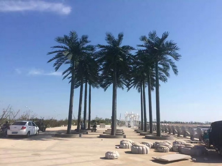 江苏盐城滨海大王椰子树详图不含水印8.jpg
