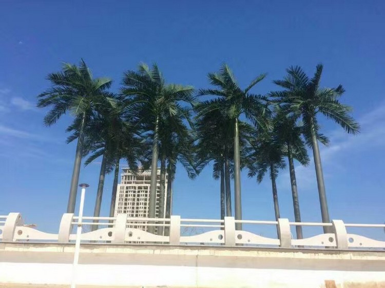 江苏盐城滨海大王椰子树详图不含水印1.jpg