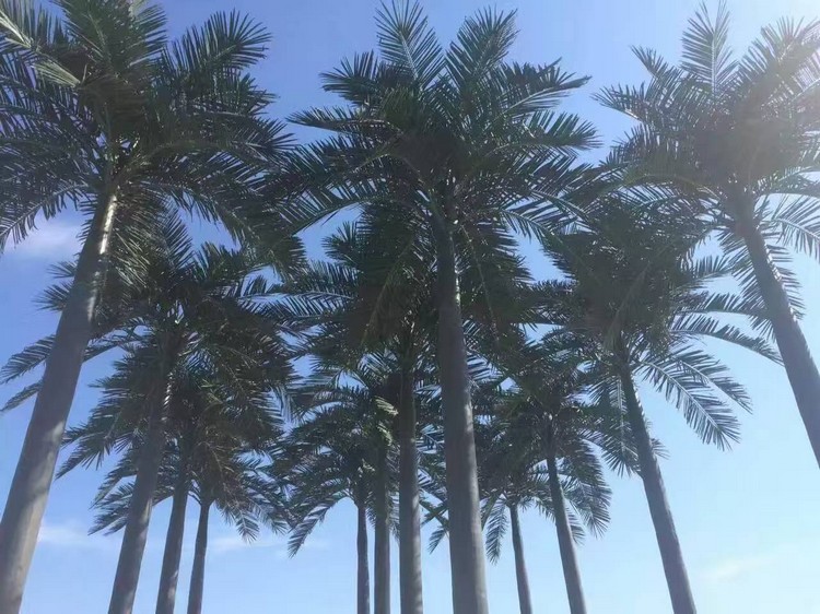 江苏盐城滨海大王椰子树详图不含水印4.jpg