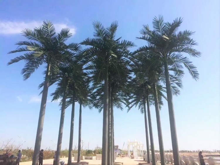 江苏盐城滨海大王椰子树详图不含水印2.jpg